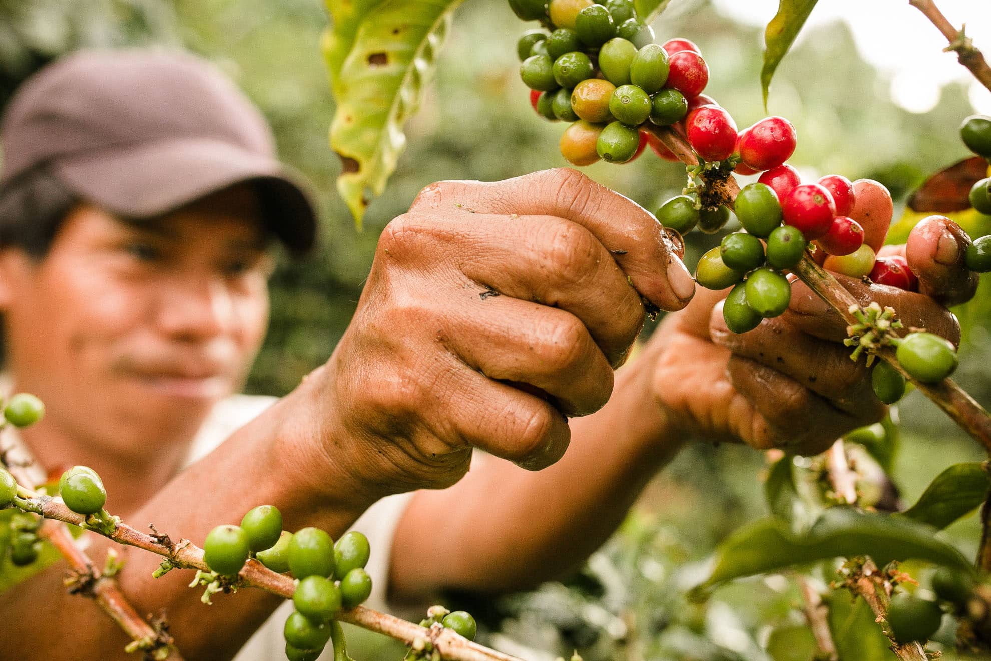 Picking coffee in Costa Rica