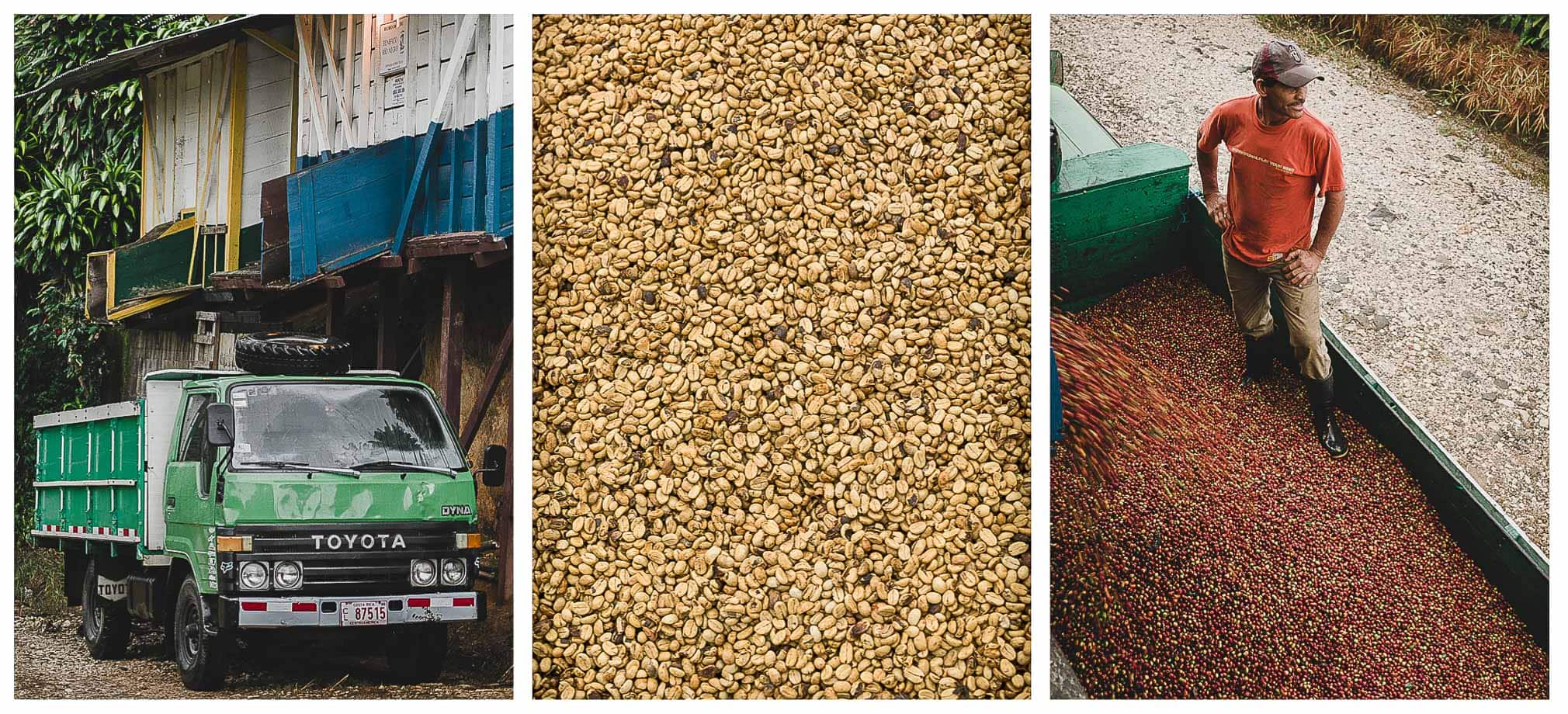 Different stages of coffee production.