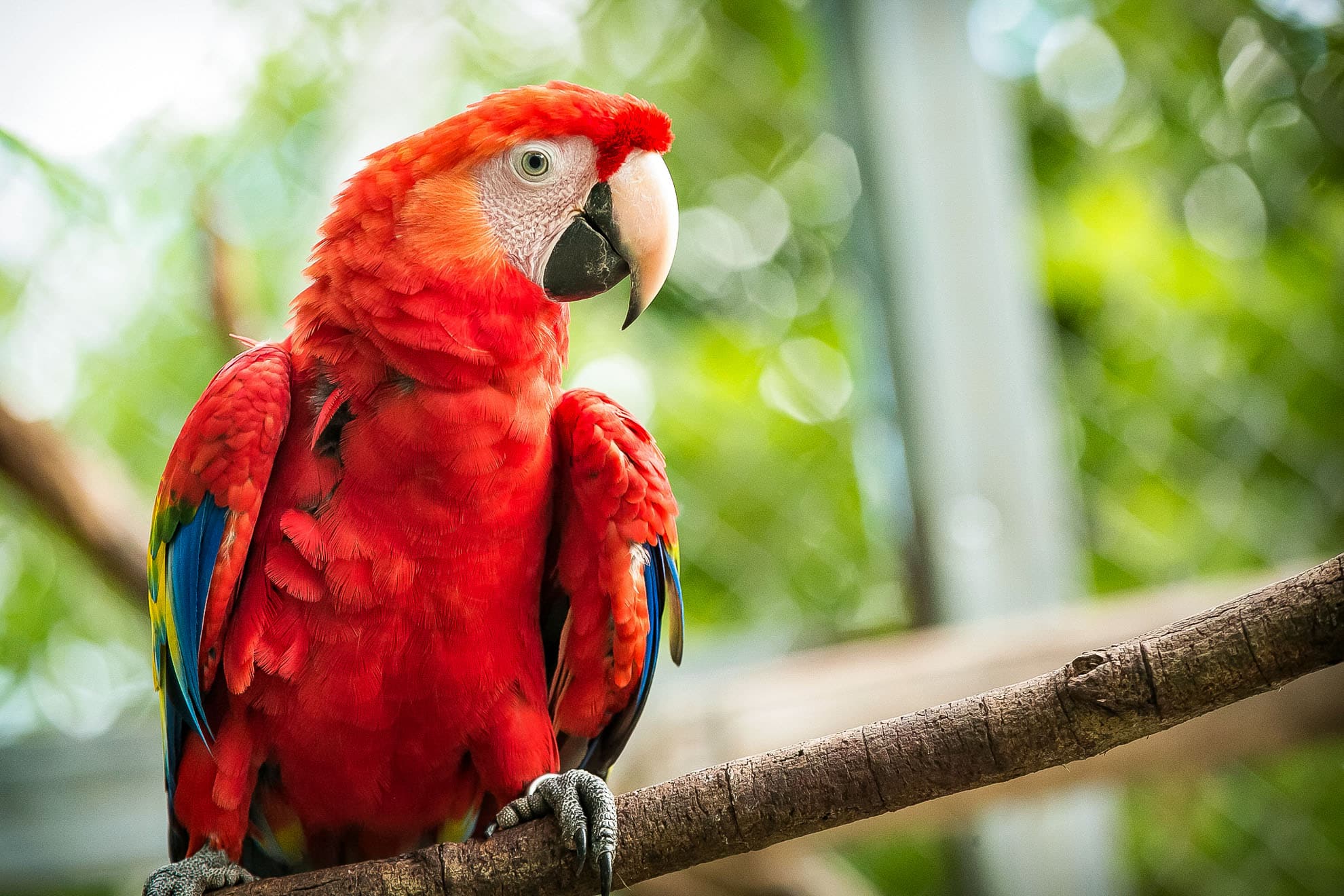 Gaia Scarlet Macaw