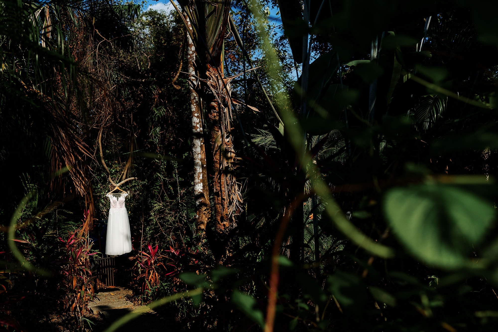 The wedding dress hanging in the jungle