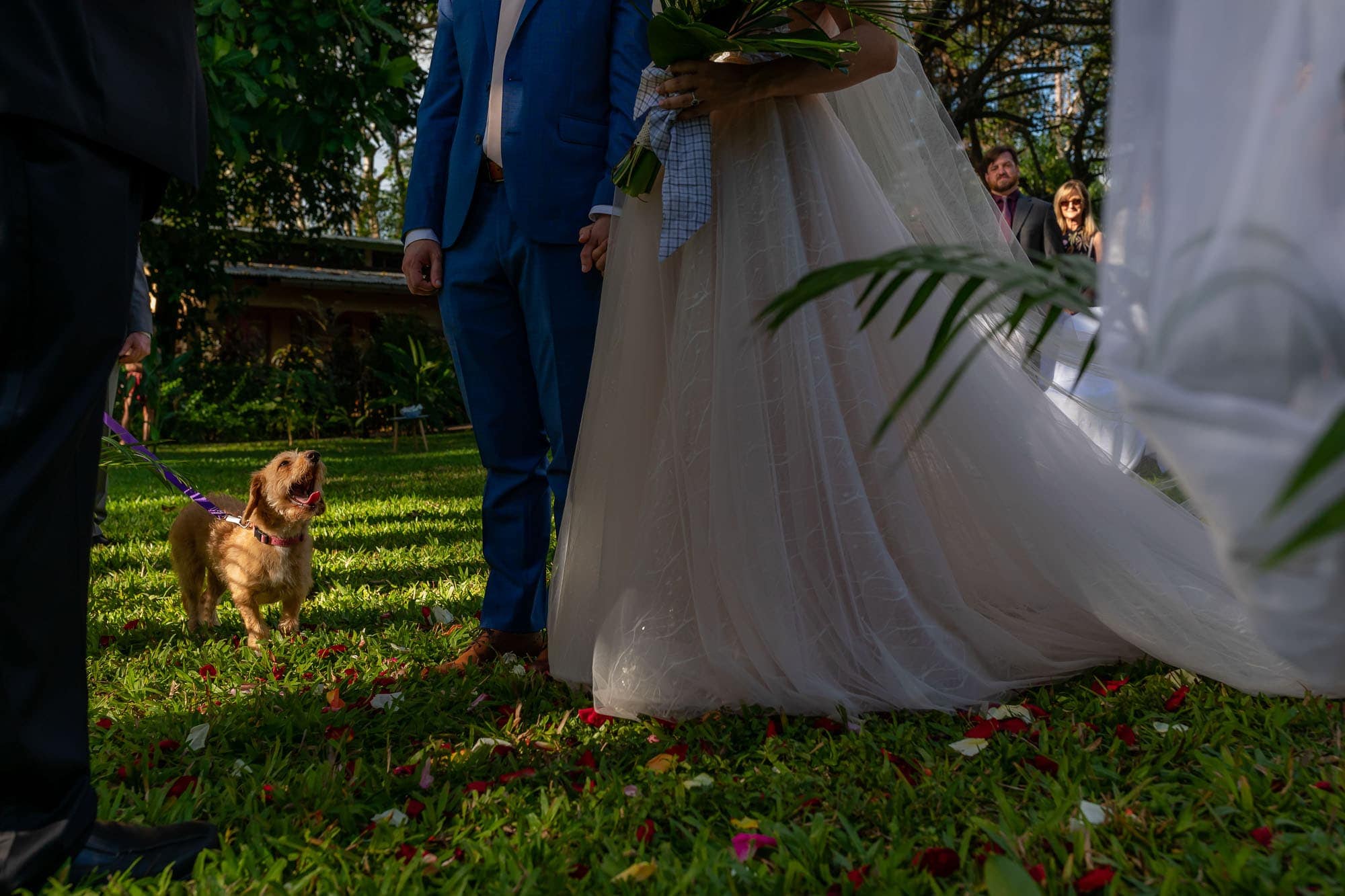 Closeup of the little doggy friend at the bride and groom's feet during the ceremony